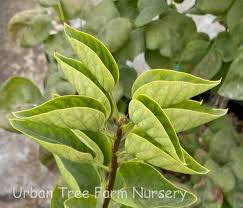 Attēlu rezultāti vaicājumam “Syringa vulgaris fruit”