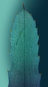 Attēlu rezultāti vaicājumam “Hydrilla verticillata leaf”