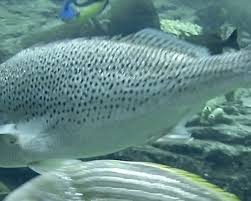 Image result for Pomadasys commersonnii