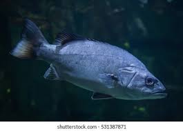 Image result for Polyprion americanus