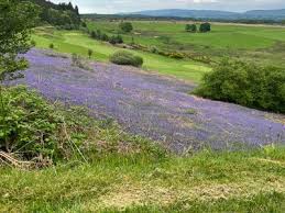 Image result for Aberfoyle Golf Club