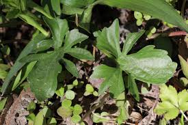 Attēlu rezultāti vaicājumam “Viola uliginosa leaf”