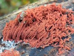 Attēlu rezultāti vaicājumam “Heterotrichia oerstedii (syn. Arcyria oerstedii) sessile”