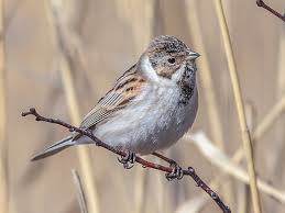 Attēlu rezultāti vaicājumam “Emberiza schoeniclus eggs”
