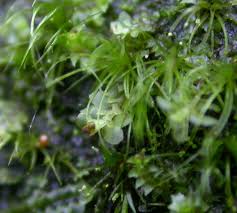 Attēlu rezultāti vaicājumam “Tritomaria exsectiformis”