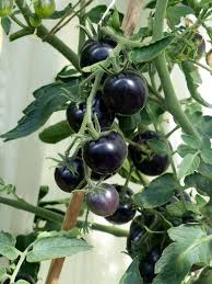 Afbeeldingsresultaat voor black cherry tomato