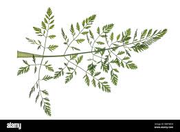 Attēlu rezultāti vaicājumam “Daucus carota subsp. carota leaf”