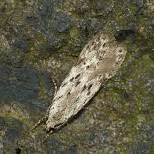 Attēlu rezultāti vaicājumam “Carpatolechia proximella”