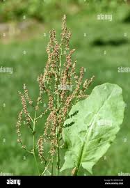 Image result for Sauerampfer