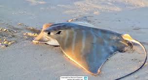 Image result for Aetomylaeus bovinus