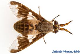 Attēlu rezultāti vaicājumam “Chrysops”