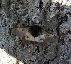 Attēlu rezultāti vaicājumam “Bupalus piniaria male”