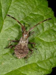 Attēlu rezultāti vaicājumam “Coreus marginatus imago”