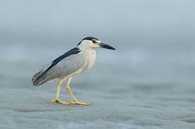 Image result for heron