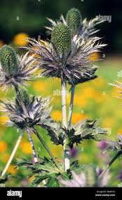 Image result for Alpendistel