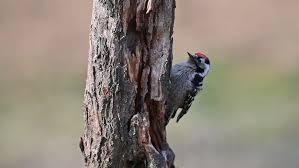 Attēlu rezultāti vaicājumam “Dendrocopos minor male”