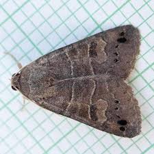 Attēlu rezultāti vaicājumam “Badhamiopsis praetermissa”