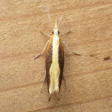 Attēlu rezultāti vaicājumam “Ypsolopha dentella”