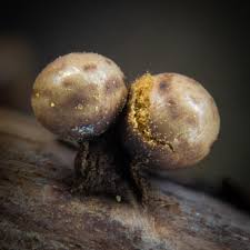 Attēlu rezultāti vaicājumam “Trichia ambigua macro”