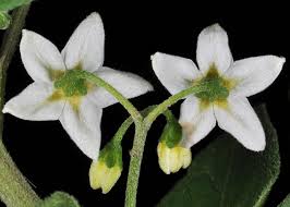 Attēlu rezultāti vaicājumam “Solanum nigrum flower”