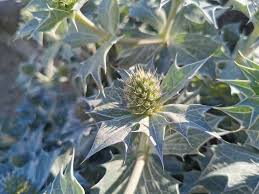 Attēlu rezultāti vaicājumam “Eryngium maritimum”