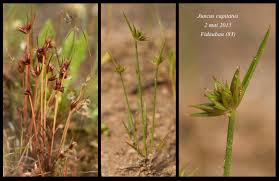 Attēlu rezultāti vaicājumam “Juncus capitatus”