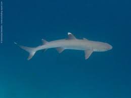 Image result for Triaenodon obesus