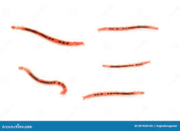 Attēlu rezultāti vaicājumam “Chironomidae larvae”