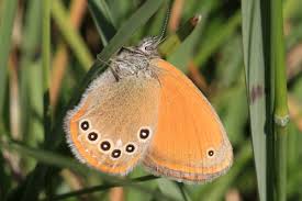 Attēlu rezultāti vaicājumam “Coenonympha glycerion underside”