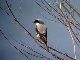 Image result for Lanius minor