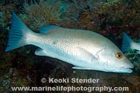 Image result for Lutjanus griseus