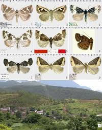 Attēlu rezultāti vaicājumam “Deltote bankiana”