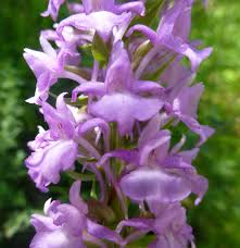 Attēlu rezultāti vaicājumam “Gymnadenia conopsea bud”