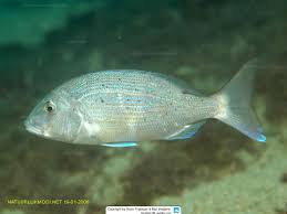 Image result for Dentex dentex