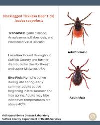 Attēlu rezultāti vaicājumam “Ixodes male”