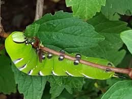 Attēlu rezultāti vaicājumam “Sphinx ligustri larva”