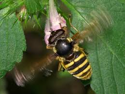 Attēlu rezultāti vaicājumam “Sericomyia silentis”