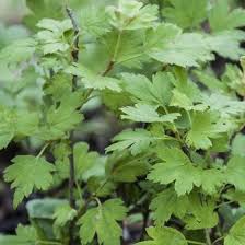 Attēlu rezultāti vaicājumam “Ribes alpinum leaf”