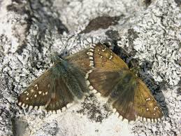 Attēlu rezultāti vaicājumam “Pyrgus serratulae”