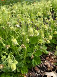 Image result for Geum rivale