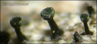 Attēlu rezultāti vaicājumam “Calicium adspersum”