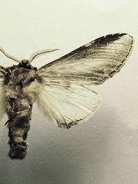 Attēlu rezultāti vaicājumam “Pheosia tremula”