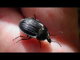 Attēlu rezultāti vaicājumam “Phosphuga atrata”