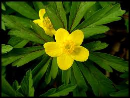 Attēlu rezultāti vaicājumam “Anemone ranunculoides leaf”