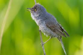 Attēlu rezultāti vaicājumam “Sylvia nisoria”