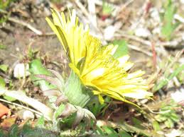 Attēlu rezultāti vaicājumam “Taraxacum officinale aggr. flower”