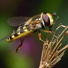 Attēlu rezultāti vaicājumam “Eupeodes corollae”