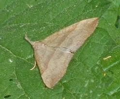 Attēlu rezultāti vaicājumam “Hypena proboscidalis”