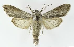 Attēlu rezultāti vaicājumam “Cucullia umbratica”