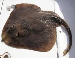 Image result for Myliobatis freminvillei